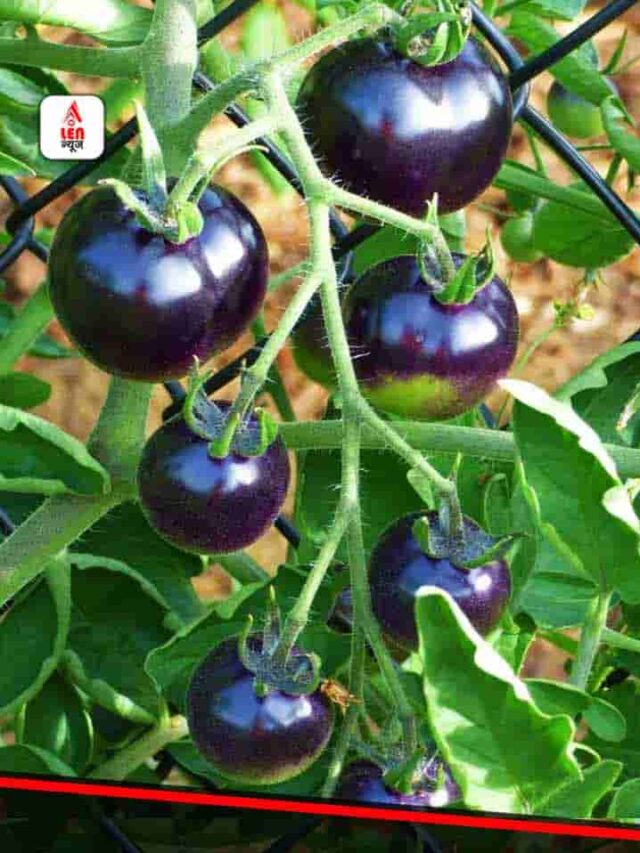 Black Tomato Farming, काले टमाटर की तस्वीर, Black Tomato Farming Image, Black Tomato Closeup